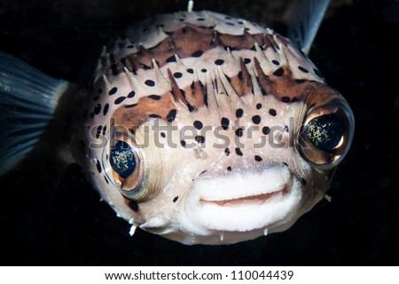 smile of balloon fish