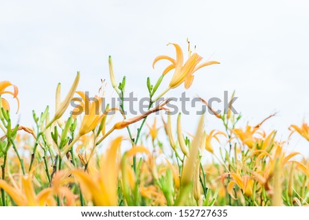 Yellow day lily grows to the sky