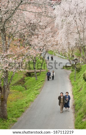 Yoshinoyama, Japan - April 05, 2010: Cherry blossom in Yoshinoyama with many people walk there.