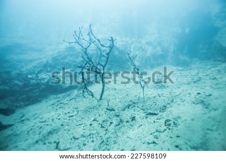 tree under the lake. Barracuda Lake, Coron, Philippines. Barracuda Lake, Coron, Philippines.