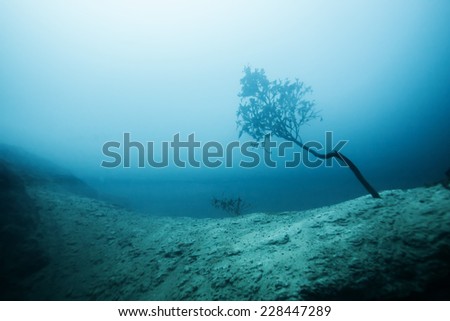 Scuba diving explore the tree under the hot spring, hot water make vision blurry in Coron area, Palawan, Philippines.