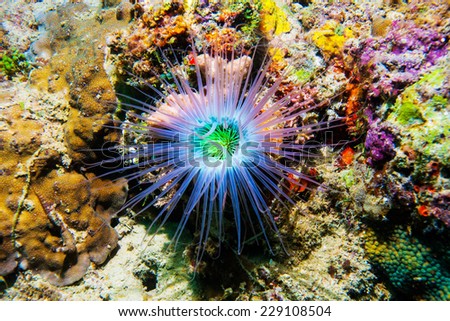 The tentacles of a Cerianthid tube anemone glow fluorescent at night. Fluorescent proteins in the anemone\'s tentacles get excited by ultraviolet and blue wavelengths of light.