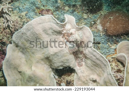 stone fish hide on rose coral