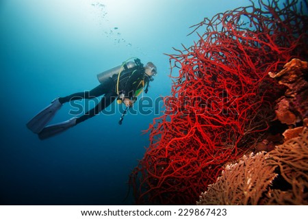 Diver Underwater swimming around giant red coral