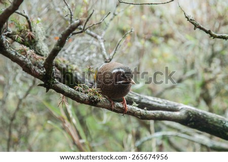 bird hides in the tree