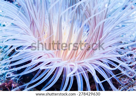 The tentacles of a Cerianthid tube anemone glow fluorescent at night. Fluorescent proteins in the anemone's tentacles get excited by ultraviolet and blue wavelengths of light.