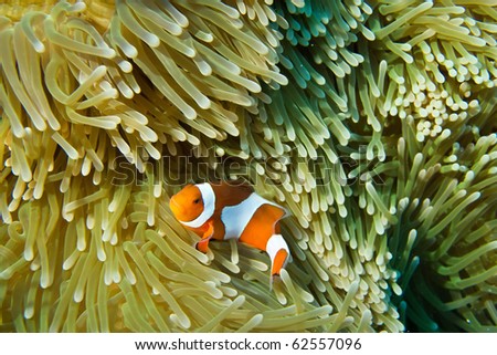 clown anemone fish with anemone