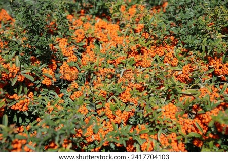 Image, Stock Photo Sea buckthorn hedge