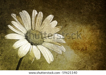A white daisy in the sky aged