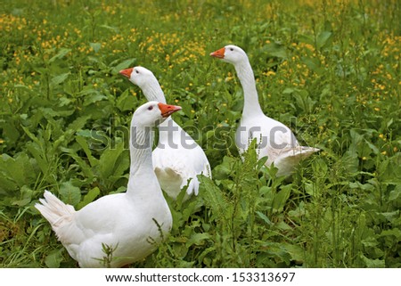 three white geese among the herbs wandering around/geese