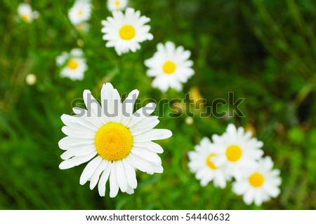 roadside wild daisy