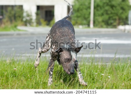 Xoloitzcuintle - hairless mexican dog run on the garden grass on sunny summer day