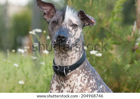 Xoloitzcuintle - hairless mexican dog  look forward to the camera