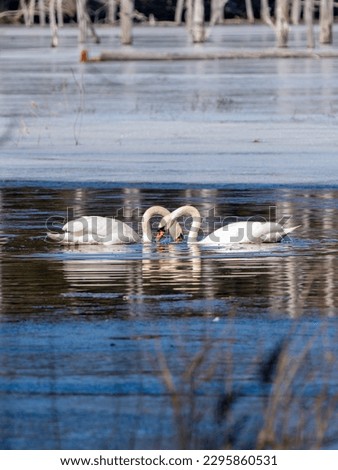 Similar – Image, Stock Photo Dead swan on ice with roses I