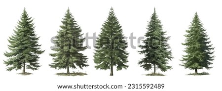 Set of green trees isolated on the white background, christmas trees vector