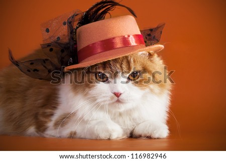 Scottish Fold cat in the hat on orange background.