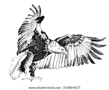 Flying American Eagle Vector Art | Download Free Vector Art | Free-Vectors