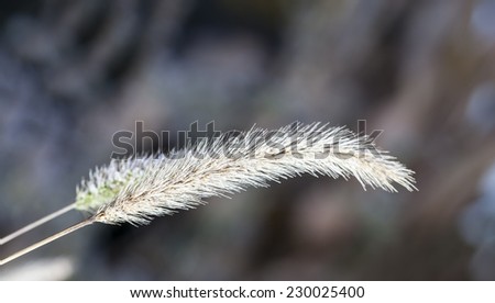 Closeup shot of a small growth in autumn