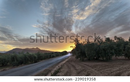 Sunset panorama between the oil trees. High density range image.