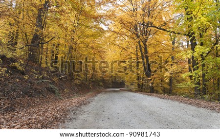 Empty  forest road in transylvania,, in autumn.
