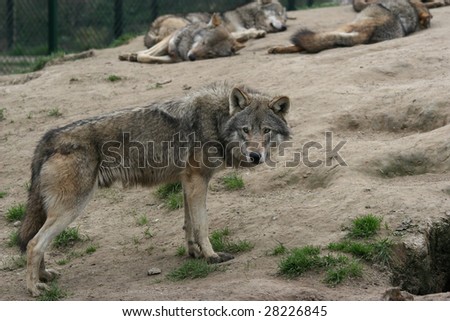 male wolf on the look out while his pack sleeps in the background
