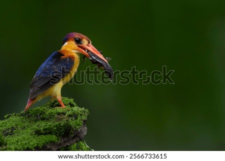 Similar – Image, Stock Photo Riverbank Kingfisher