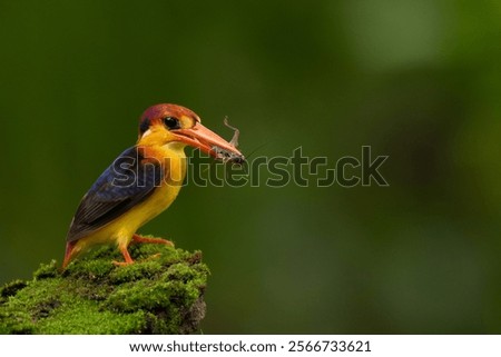 Similar – Image, Stock Photo Riverbank Kingfisher