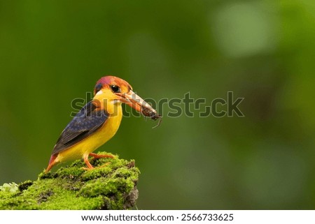 Similar – Image, Stock Photo Riverbank Kingfisher