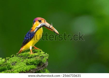 Similar – Image, Stock Photo Riverbank Kingfisher