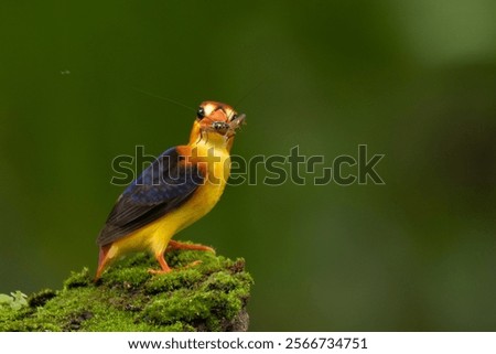 Similar – Image, Stock Photo Riverbank Kingfisher