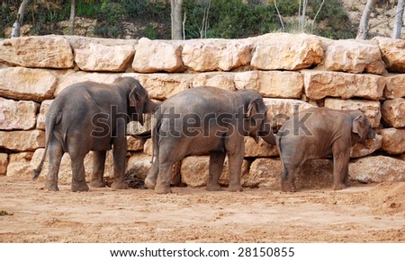 Three asian elephants at the Zoo