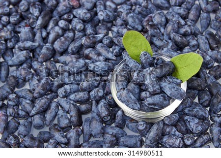 Wet honeysuckle berry fruits background with green mint leaves in blue and purple colour, vertical.