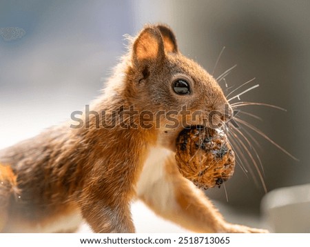 Similar – Foto Bild European brown squirrel