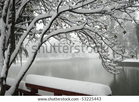 Tree Snow Stock Photo 53225443 : Shutterstock