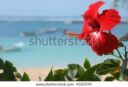 Red hibiscus flower by the sea