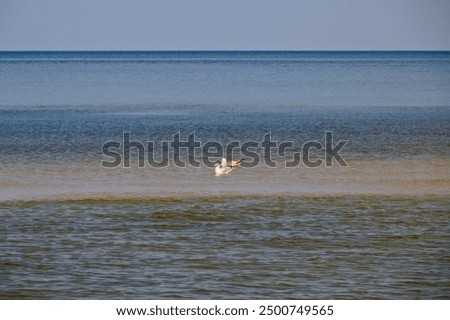 Similar – Image, Stock Photo two seagulls swimming in the fog on a quiet morning on the waveless, calm Weser river