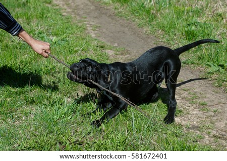 Dog Of The Breed Cane Corso Italian Mastiff Images And Stock