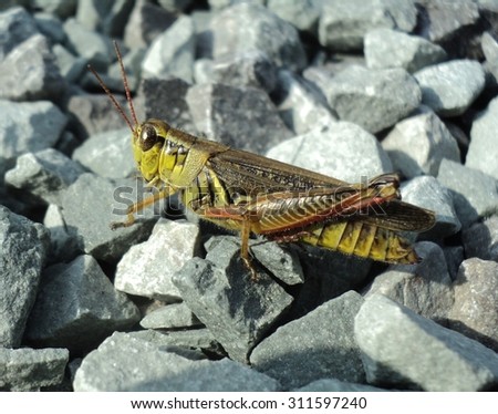 Grasshopper Face Eyes Close Up  - Melanoplus differential grasshopper, spur-throat