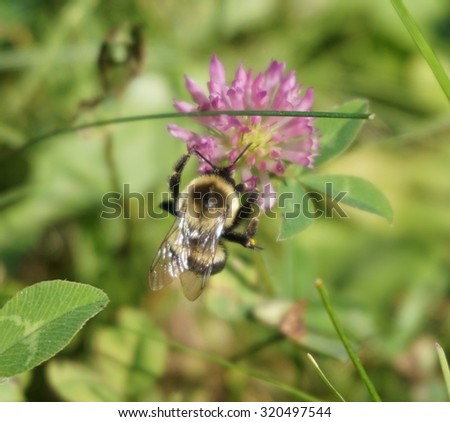 Bumble Bee Red Clover - Bumblebee gathers pollen from red clover flower.