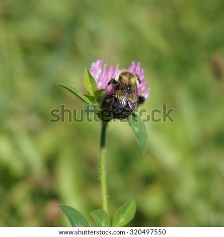 Bumble Bee Flower Background - Close up bumble-bee on red clover flower.