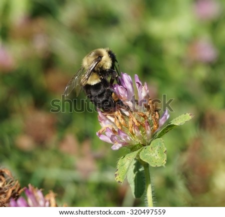 Bumble Bee Clover Background - Bee gathers pollen from red clover flower.