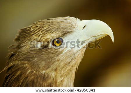 Profile Portrait