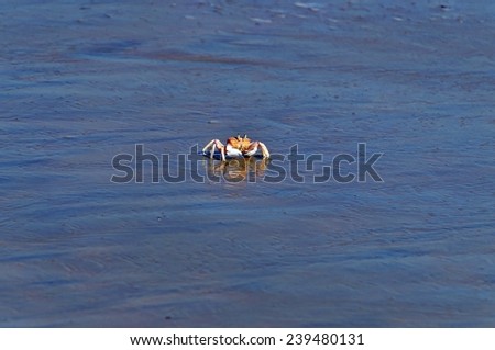 Crab reflected in water of Shela Beach in Lamu, Kenya
