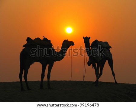 Camels in the desert at sunset, Sam Sand Dunes near Jaisalmer, India