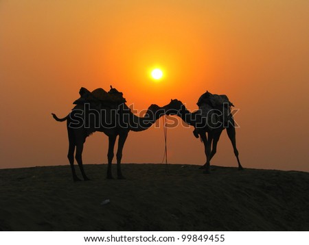 Camels in the desert at sunset, Sam Sand Dunes near Jaisalmer, India