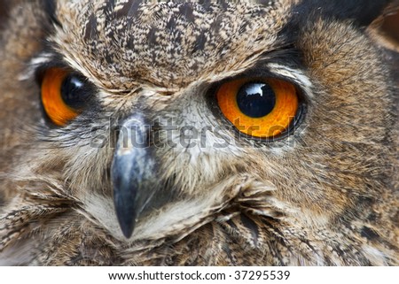 The beautiful orange eyes of an European eagle owl