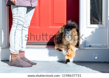 Similar – Foto Bild calico maine coon Katze mit Kätzchen versteckt unter flauschigen Fell