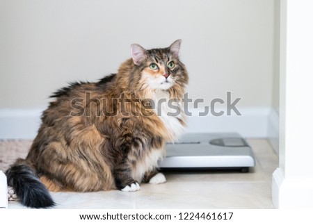 Similar – Foto Bild calico maine coon Katze mit Kätzchen versteckt unter flauschigen Fell