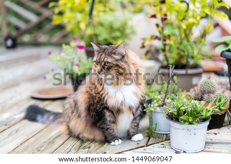 Similar – Image, Stock Photo calico white maine coon cat portrait with copy space