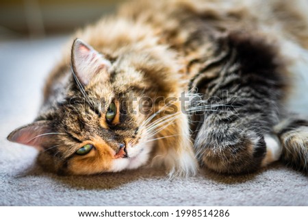 Similar – Image, Stock Photo calico white maine coon cat portrait with copy space